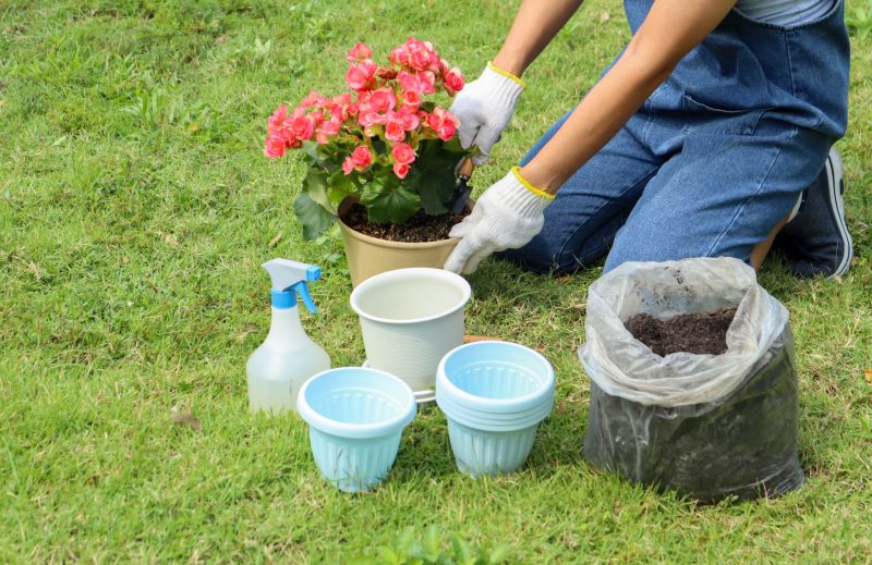 Poinsettia Planting