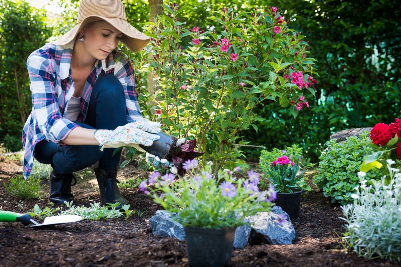 Poinsettia Planting detail